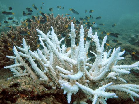 The Great Barrier Reef and What it Means