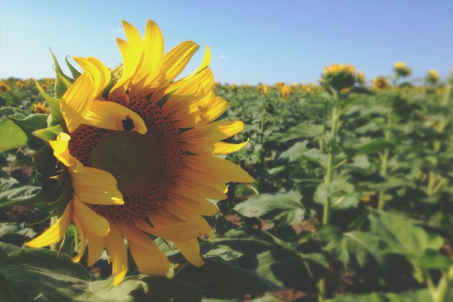 Sunflower field McPherson KS