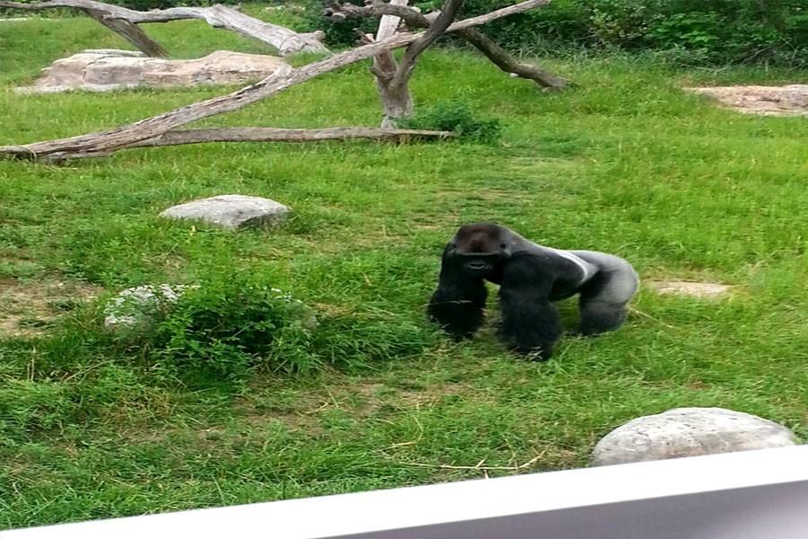 The gorilla at the Wichita Zoo