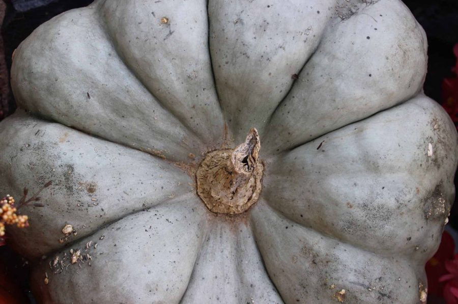 Grey decorative pumpkin