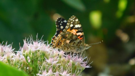 Monarchs Making Their Way Down South