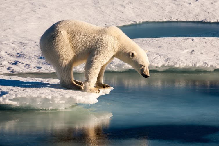 The issue of climate change is ongoing, what can we do to help save the bears?