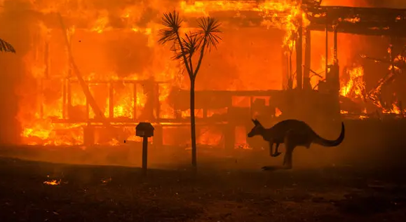 Animals run for cover from the bush fires in Australia. 